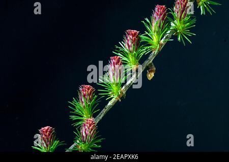 Laerchenbluete, weibliche, maennliche Stock Photo