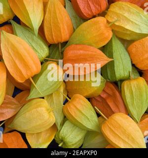 Lampionblume, Physalis alkekengii, Stock Photo