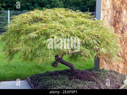 gruener, Faecherahorn, Acer, palmatum Stock Photo