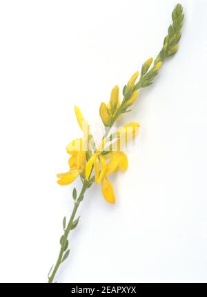 Faerberginster  Genista tinctoria Stock Photo