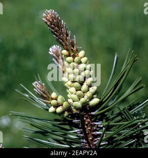 Bergkiefer, Kiefer, Pinus mugo Stock Photo