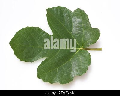 Feigenblatt, Ficus carica Stock Photo