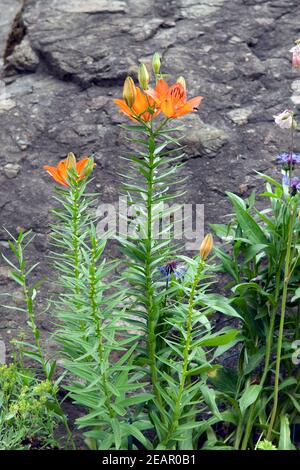 Feuerlilie  Feuer-Lilie  Lilium bulbiferum Stock Photo