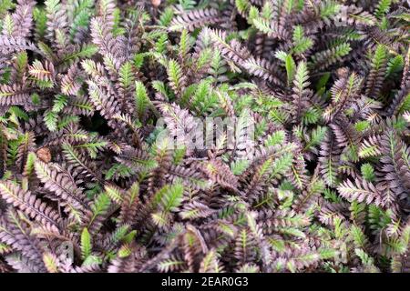 Fiederpolster, Laugenblume, Cotula Squalida Stock Photo