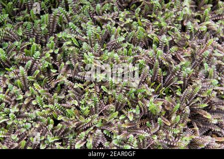 Fiederpolster, Laugenblume, Cotula, Squalida, Bodendecker Stock Photo