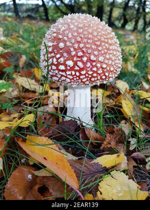 Fliegenpilz, Amanita, muscaria Stock Photo