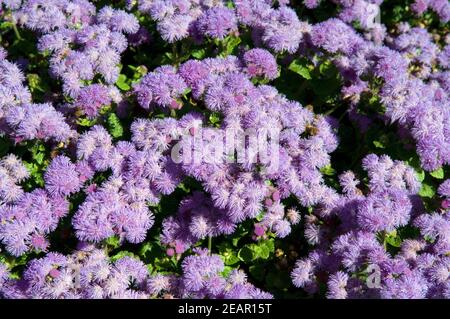 Leberbalsam Stock Photo