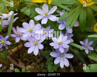 Leberbluemchen Hepatica nobilis
