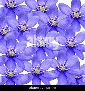 Leberbluemchen, Hepatica nobilis