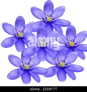 Leberbluemchen, Hepatica nobilis