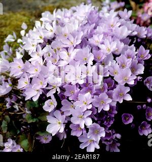 Leberbluemchen, Hepatica nobilis