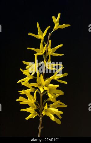 Forsythie, Forsythia intermedia Stock Photo