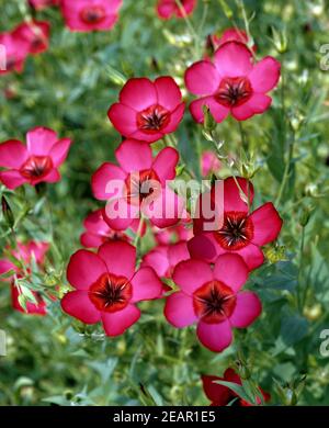 Roter, Lein, Rubrum, Linum, grandiflorum Stock Photo