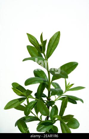 Liguster, Ligustrum, vulgare, Giftpflanze, Stock Photo