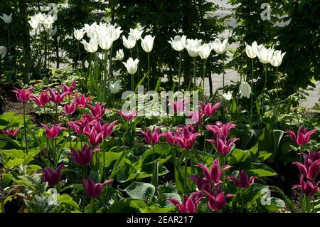 Lilienbluetige Tulpen  Maytime