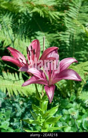 lilie  hybride  lilien Stock Photo