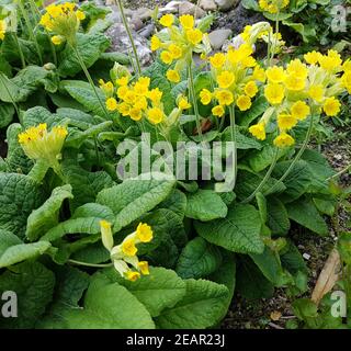 Schluesselblume  Primula, veris  officinalis Stock Photo