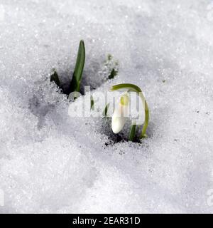 Schneegloeckchen, Galanthus, nivalis Stock Photo