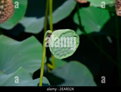 Pond with lotuses. Lotuses in the growing season. Decorative plants in the pond Stock Photo