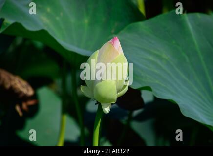 Pond with lotuses. Lotuses in the growing season. Decorative plants in the pond Stock Photo