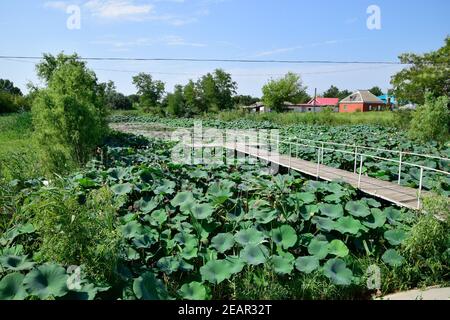 Pond with lotuses. Lotuses in the growing season. Decorative plants in the pond Stock Photo