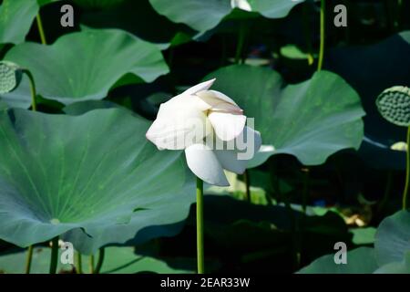 Pond with lotuses. Lotuses in the growing season. Decorative plants in the pond Stock Photo