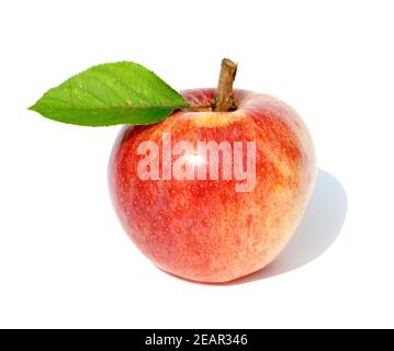 Gala, Apfel, Malus domestica Stock Photo