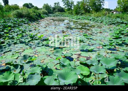 Pond with lotuses. Lotuses in the growing season. Decorative plants in the pond Stock Photo