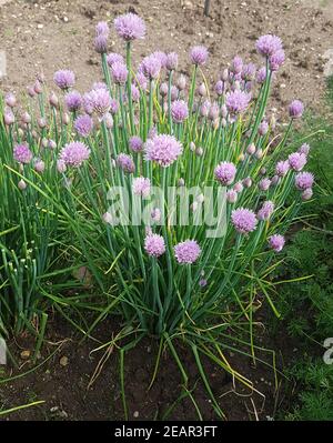 Schnittlauch, Allium  schoenoprasum Stock Photo