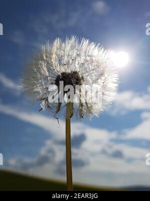 Loewenzahn  Taraxacum  officinale  Pusteblume Stock Photo