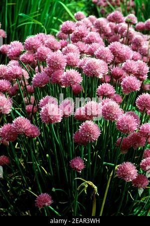 Schnittlauch  Allium schoenoprasum Stock Photo