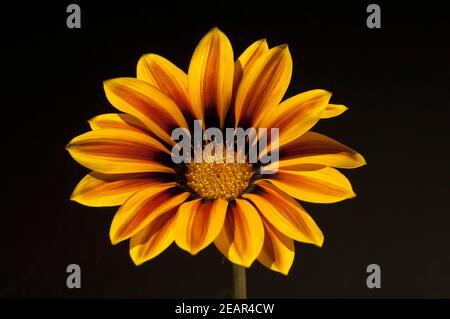 Gazania, Gazania Hybride  Splendens Stock Photo