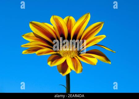 Gazania, Gazania Hybride  Splendens Stock Photo