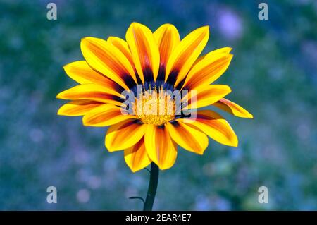 Gazania, Gazania Hybride  Splendens Stock Photo