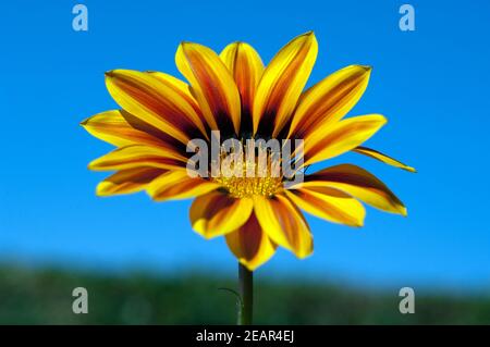 Gazania, Gazania Hybride  Splendens Stock Photo