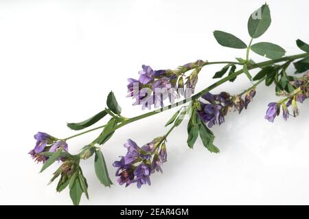 Luzerne 1 Kg Medicago Sativa Alfalfa Schneckenklee Ewiger
