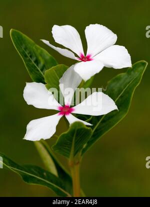 Madagaskar-Immergruen  Cathranthus  roseus