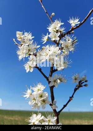 Schwarzdorn  Schlehen  Prunus  spinosa Stock Photo