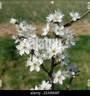 Schwarzdorn  Schlehen  Prunus  spinosa Stock Photo