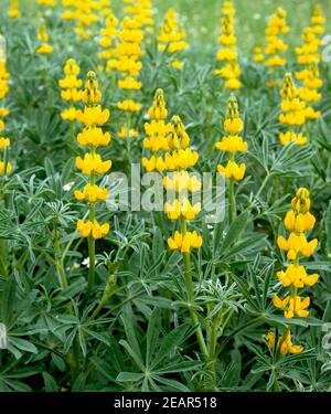 Gelbe Lupine Stock Photo