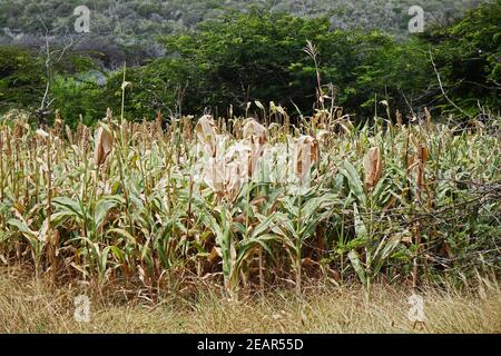 Cultivation of millet in the tropical climate of Bonaire, Caribbean Sea Stock Photo