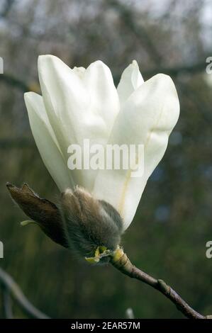 Magnolie  Magnolia denudata Stock Photo