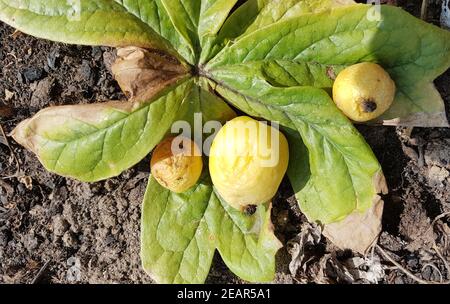 Maiapfel, Podophyllum, peltatum Stock Photo