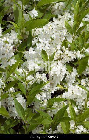 Maiblumenstrauch  Deutzia gracilis Stock Photo