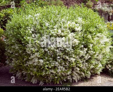 Maiblumenstrauch Stock Photo