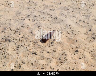 An empty bottle of beer is lying on the sand Stock Photo