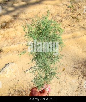 Thuja branch in hand. evergreen plant Thuja. Stock Photo