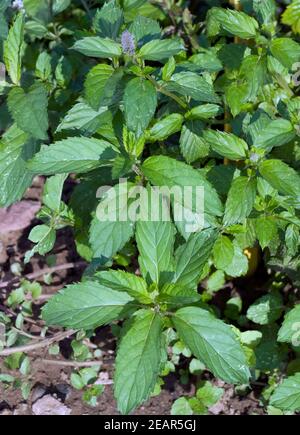 Schweizer Minze, Mentha spicata, Swiss, Heilpflanzen Stock Photo Alamy