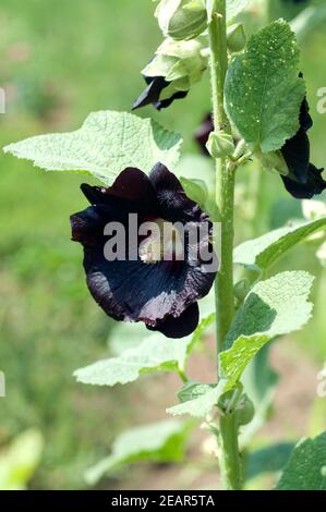 Malve schwarze  Malva nigra  Stockrose Stock Photo