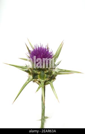 Mariendistel, Silybum, marianum, Distel Stock Photo